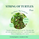 Trailing String of Turtles Live Plant, Succulent Houseplant, 2 Inch Pot
