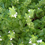 Combo 6 Greek Basil Plant Live 3-5 Inch Tall