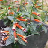 2 Orange Cuphea Plant 5-7 Inch Tall