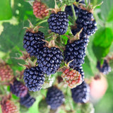2 Triple Crown BlackBerry Live Plants, Berry Fruit Bush, 4-7 Inch Tall