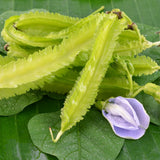 Winged Bean Live Plant, Bean Bush Starter Plants, 4-6 Inch Tall, 4 Inch Pot