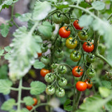 Red Cherry Tomato Live Plant 4-7 Inch Tall, 4 Inch Pot