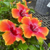 Red Yellow Hibiscus Plant 5-7", in Pot