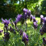 2 Spanish Lavender Plants Live, 4-7 Inch Tall