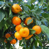Satsuma Mandarins Orange Tree Plant Live, 2-3 Feet Tall