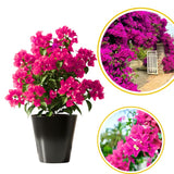 Pink Bougainvillea Plant Live, Tropical Vine, 6-8 Inch Tall, 4 Inch Pot