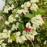 Set 3 White Bleeding Heart Plants Live 4-6 Inch Tall