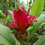 2 Red Ginger Live Plants, Ornamental Flowering Ginger Plant for Indoor Outdoor, Colorful Blooming Gingers 4-6 Inches