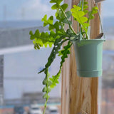 Fishbone Cactus Epiphyllum Live Plant, Houseplant, 2 Inch Pot
