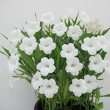 6 White Mexican Petunia Live Plants, Hardy Perennial Flowers, 4-6 Inch Tall