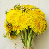 Yellow Dandelion Plant Live, Herb Plant, 4-6 Inch Tall, 4 Inch Pot