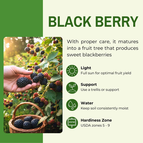 2 Arapaho Black Berry Plants, Blackberries Bush, 4-6 Inch Tall