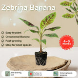 Zebrina Banana Live Plant, 4-6 Inch Tall Banana Plant
