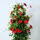 2 Deep Red Mandevilla Live Plants, Ready to Grow Plant, 4-6 Inch Tall