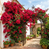 2 Double Red Bougainvillea Live Plants, Vine Plant, 4-6 Inch Tall