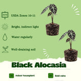 2 Black Alocasia Live Plants, Indoor Outdoor Plant, 4-6 Inch Tall