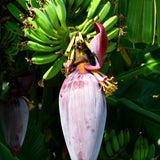 Dwarf Cavendish Banana Live Tree, Home Garden Plant, 6-8 Inch Tall, 4 Inch Pot