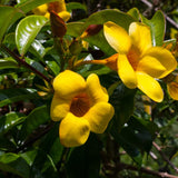 4 Golden Butterfly Allamanda Live Plants, Yellow Bloom Vine, 4-7 Inch Tall