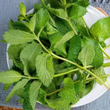 3 Mojito Mint Plants Live, Well-Rooted Herb Plant, 3-5 Inch Tall