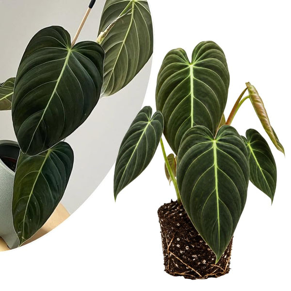 Velvet Leaf Philodendron Live Plant 4-6 Inches, Easy Care Indoor Houseplant for Home and Office, Tropical Foliage Philodendron