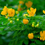 Set 4 Winter Cassia Live Plant 4-7 Inches Tall