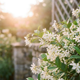 White Star Jasmine Plant Live, 10 Inch Tall, 3 Inch Pot