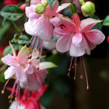 Pink Hardy Fuchsia Live Plant, Flower Plant, 4-8 Inch Tall, 5 Inch Pot