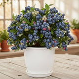 2 Top Hat Blueberry Plant Live, Blueberry Bushes Plant, 4-7 Inch Tall