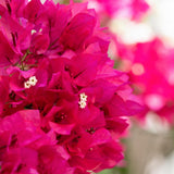 Pink Bougainvillea Live Plant, 4 Inch Tall