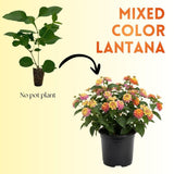 Set 2 Multi-Colored Lantana Live Plant 4-6 Inches Tall