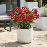 Set 2 Red Oleander Plants Live, Oleander Plant, 4-6 Inc Tall
