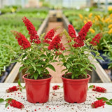 2 Red Buddleia Live Plants, 5-9" Butterfly Bush for Outdoor Gardens