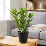 Bay Leaf Live Plant, Sweet Bay Laurel Herb, 4-6 Inch Tall