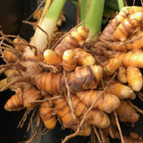 2lb Yellow Turmeric Planting Roots