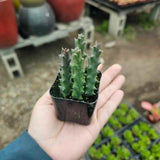 Lifesaver Starfish Zebrina Cactus Succulent Live Plants, Starter 2" Pot