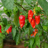 Red Ghost Pepper Bhut Jolokia Live Plant, 4-7 Inch Tall, 4 Inch Pot