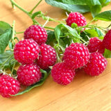 3 Red Caroline Raspberry Plants Live, Ready to Grow Plant, 4-6 Inch Tall