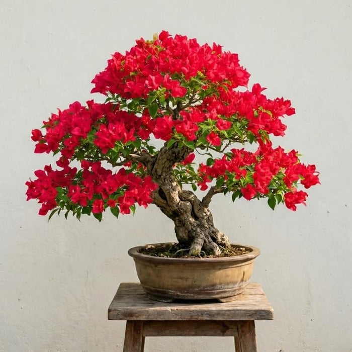 Flowering Trees