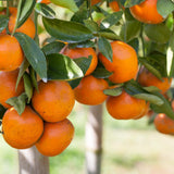 Sweet Clementine Mandarin Tree Plant Live, Starter Plant, 1 Gallon Pot