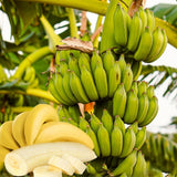 Sweet Live Banana Plant, Live Starter Plant, 4-6 Inch Tall