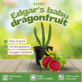 Set 3 Baby Dragon Fruit Plants Live, Dragonfruit Tree Hardy Tropical Vine for Outdoor Garden, Patio, or Container Planting, No Pot