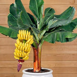 3 Grand Nain Banana Plant Live, Fruit Tree, 3-5 Inch Tall