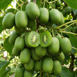 2 Hardy Kiwi Vine Live Plants, Trellis Fruit Vine Plant, 4-6 Inch Tall