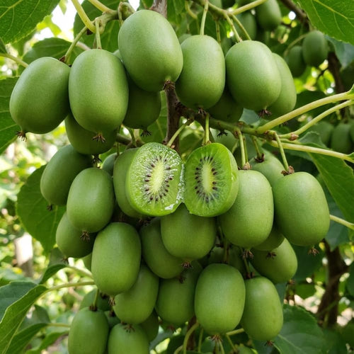 2 Hardy Kiwi Vine Live Plants, Trellis Fruit Vine Plant, 4-6 Inch Tall