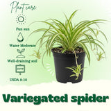 Variegated Spider Plant Live, Indoor Plant, 4-6 Inch Tall, 4 Inch Pot