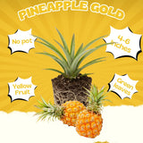 Elite Gold Pineapple Live Plant, Starter Plant, 4-7 Inch Tall