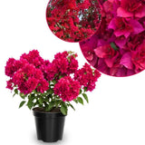Set 2 Double Red Bougainvillea Live Plant 5-7 Inch Tall