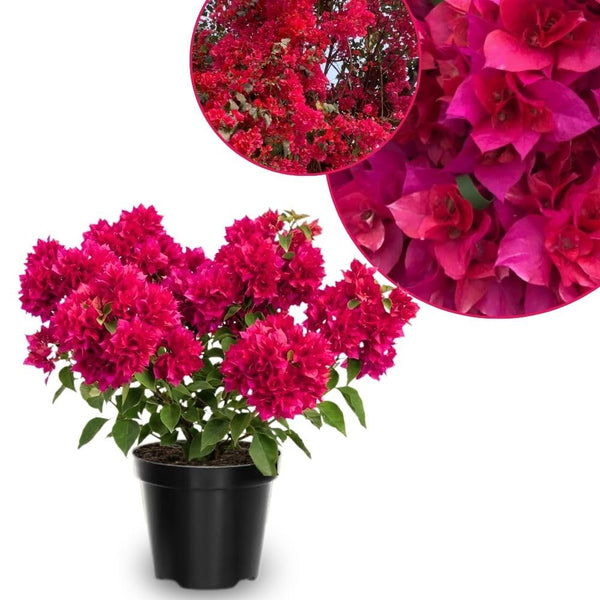Set 2 Double Red Bougainvillea Live Plant 5-7 Inch Tall