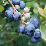 2 Sunshine Blueberry Plant Live, Blueberry Bushes Plant, 4-7 Inch Tall