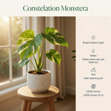 Variegated Monstera Plant, Constellation Monstera, 4-6 Inch Tall